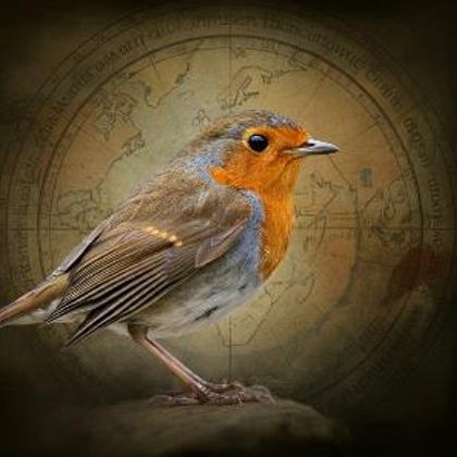 A Robin Navigating A Robin Navigating