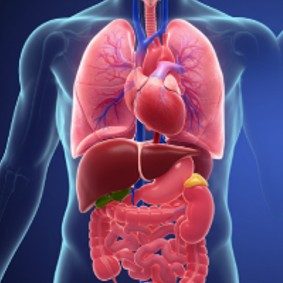 Organs — The Body's Building Blocks Organs — The Body's Building Blocks