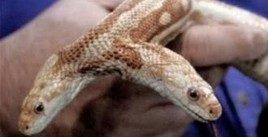 By far the majority of mutations are undesirable. mutated snakes