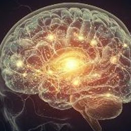 The Human Brain The Human Brain