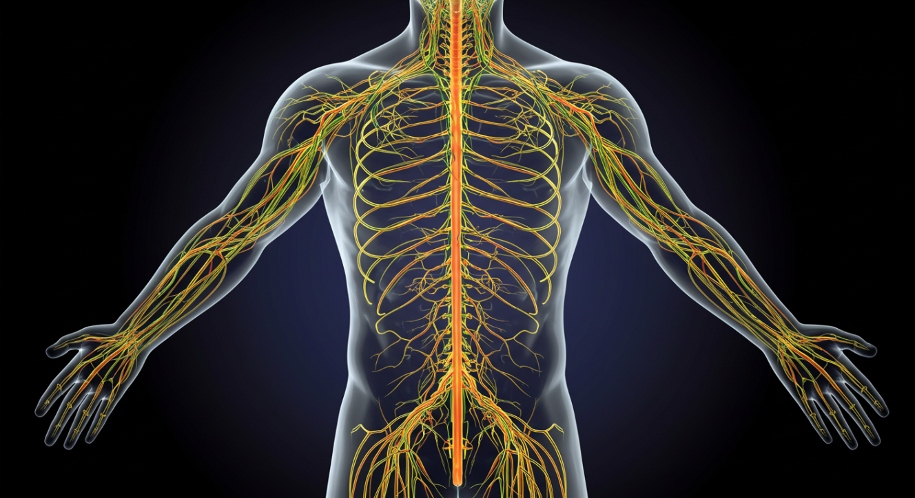 The body's intricate nervous system