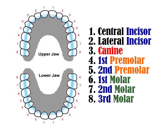 Map of the arrangement of teeth