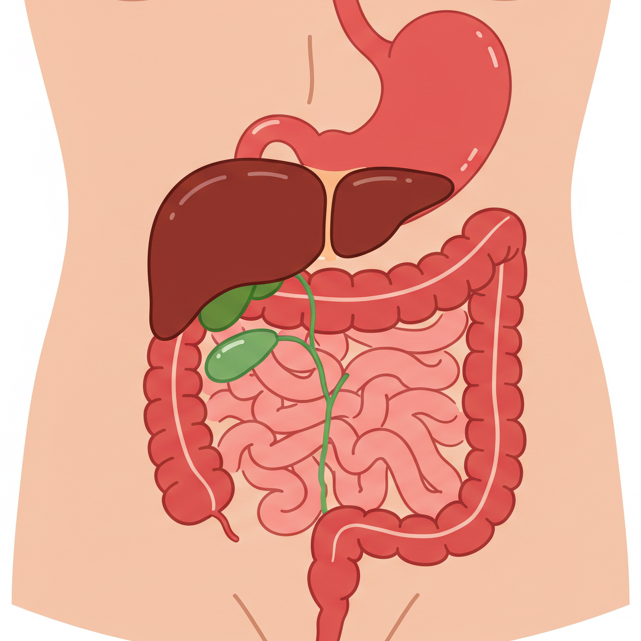 The digestive system