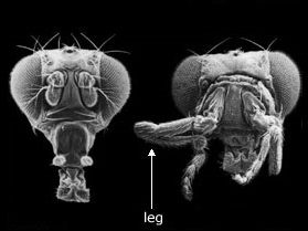 Mutated fly with replaced antenna