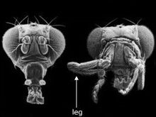 This fly was genetically altered with a leg instead of an antenna. Mutated fly with replaced antenna